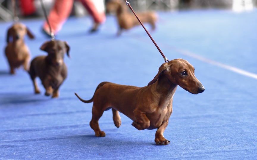 American dog hot sale show